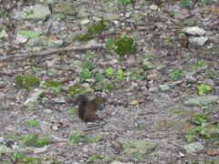 Sciurus deppei