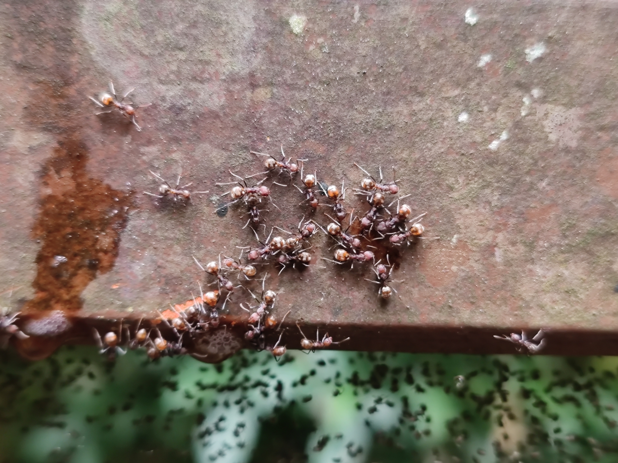 Dolichoderus affinis