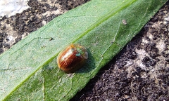 Cassidinae