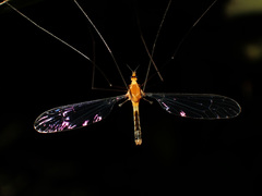 Aurotipula clara