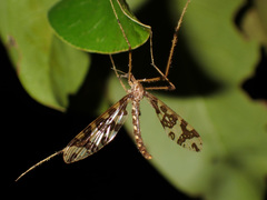 Mischoderus annuliferus