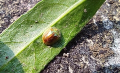 Cassidinae