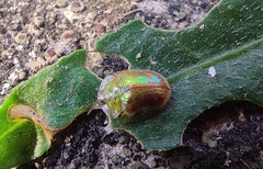 Cassidinae