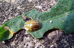 Cassidinae