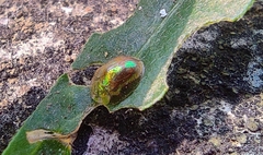 Cassidinae