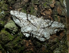 Boarmia platyleuca