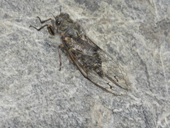 Amphipsalta strepitans