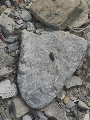 Amphipsalta strepitans