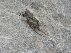 Amphipsalta strepitans