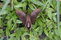 Gnathothlibus erotus