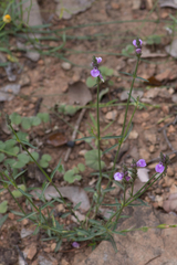 Rostellularia adscendens