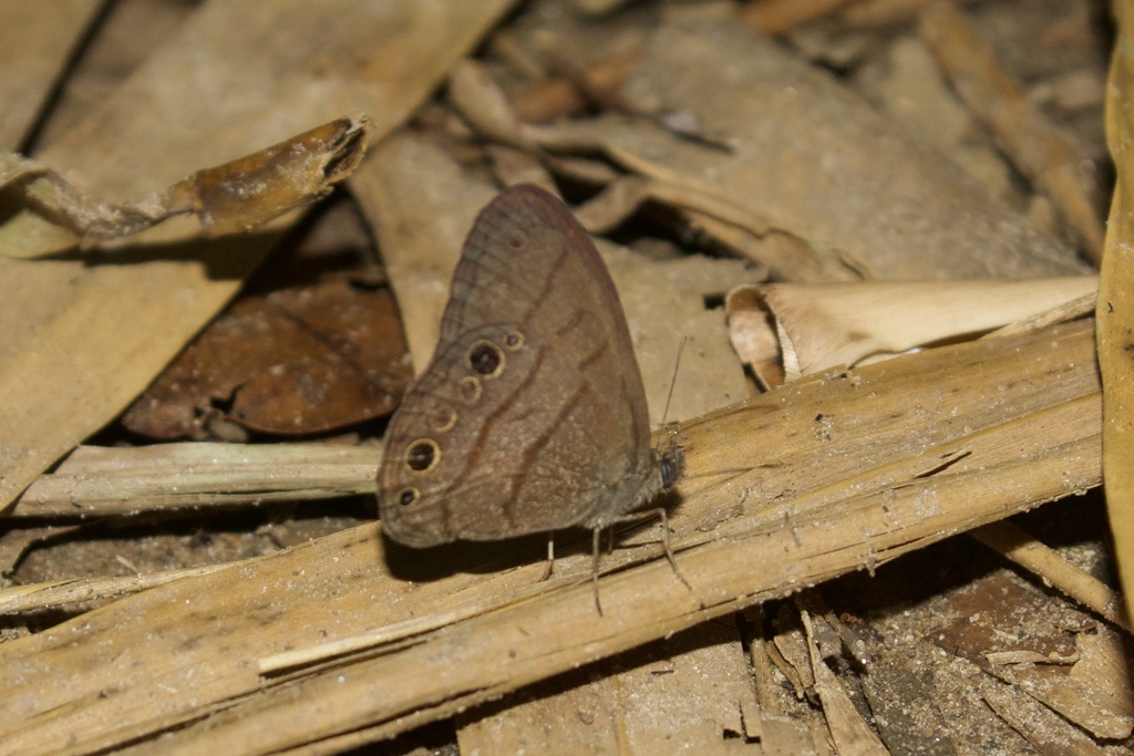 Hermeuptychia canthe