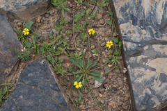 Goodenia glabra