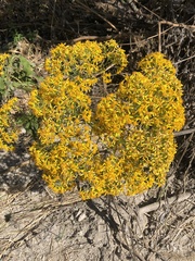 Roldana heracleifolia