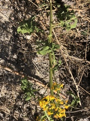 Roldana heracleifolia