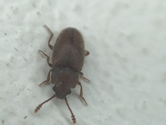 Cryptophagus setulosus