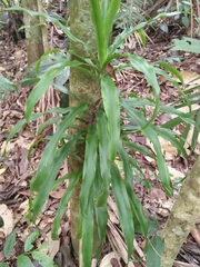 Dracaena fragrans
