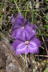 Thysanotus tuberosus tuberosus
