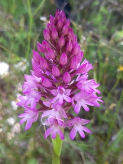 Anacamptis pyramidalis pyramidalis