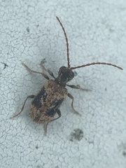 Ptinus texanus