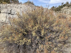 Chamaebatiaria millefolium