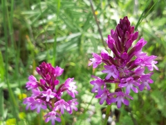 Anacamptis pyramidalis pyramidalis