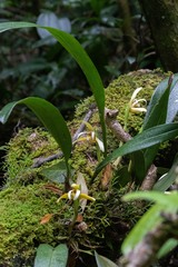 Maxillaria angustisegmenta