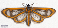 Hyalurga dorsilinea