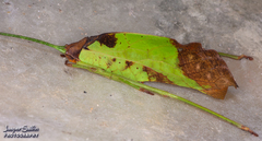 Pterochroza ocellata