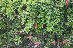 Angiospermae