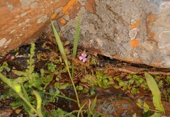 Drosera collinsiae