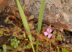 Drosera collinsiae