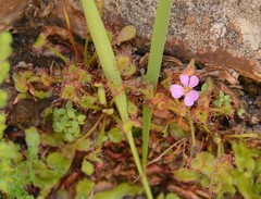 Drosera collinsiae