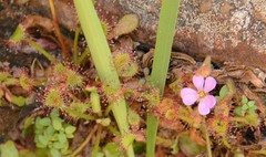Drosera collinsiae