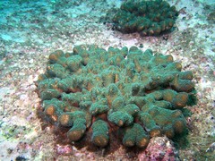 Pocillopora aliciae