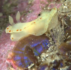 Diversidoris sulphurea