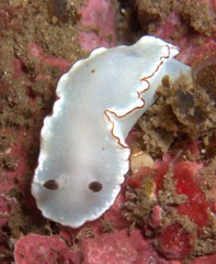 Glossodoris angasi