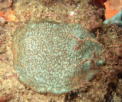 Coscinaraea mcneilli