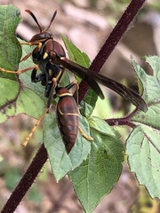 Polistes oculatus