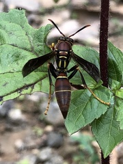 Polistes oculatus