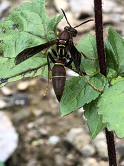 Polistes oculatus