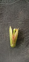 Aenetus eximia