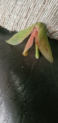 Aenetus eximia