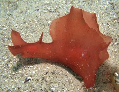 Aplysia extraordinaria