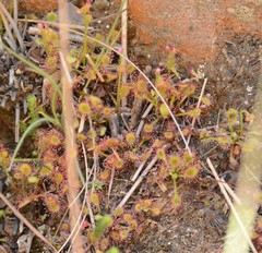 Drosera collinsiae