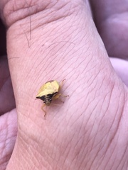 Dendrocoris contaminatus