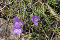 Thysanotus tuberosus tuberosus