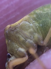 Dendrocoris contaminatus