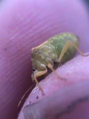 Dendrocoris contaminatus