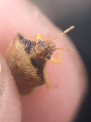 Dendrocoris contaminatus